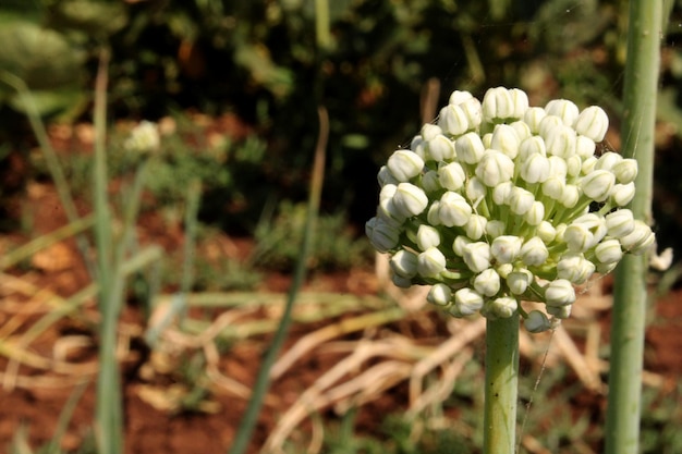 Fleurs d'oignon dans les terres agricoles