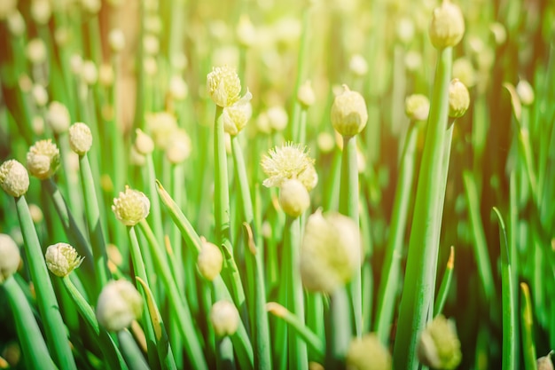 Fleurs d&#39;oignon en fleurs dans le jardin d&#39;été