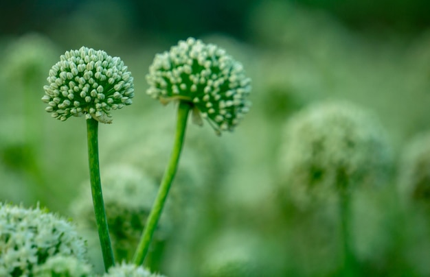 Fleurs d'oignon oignons en fleurs alliums Oignons verts Le cycle de vie de l'oignon Stades de développement de l'oignon Les fleurs d'oignon fleurissent dans les champs du Bengale