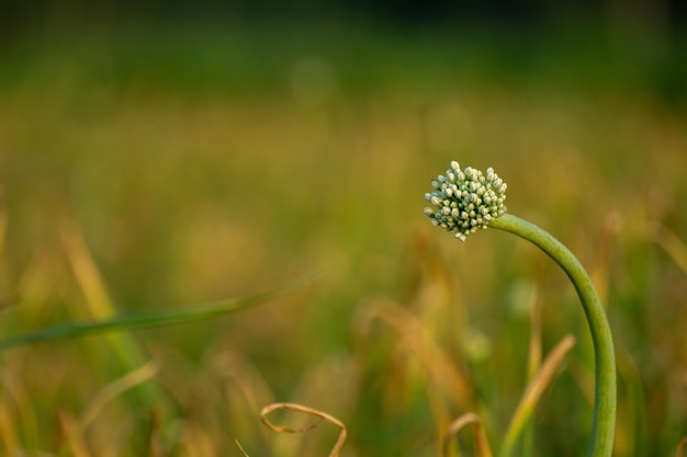 Fleurs d'oignon oignons en fleurs alliums Oignons verts Le cycle de vie de l'oignon Stades de développement de l'oignon Les fleurs d'oignon fleurissent dans les champs du Bengale