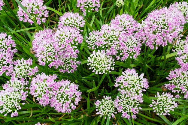 Fleurs d'oignon violet sur fond d'été ensoleillé avec herbe verte Vue de dessus