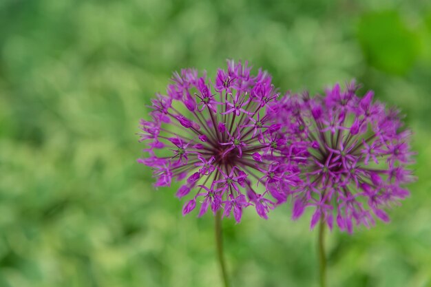 Fleurs d'oignons décoratifs dans le jardin Mise au point sélective