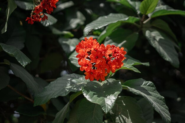 Fleurs d'orang rouge avec des feuilles vertes