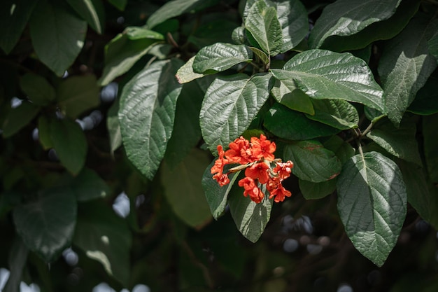 Fleurs d'orang rouge avec des feuilles vertes