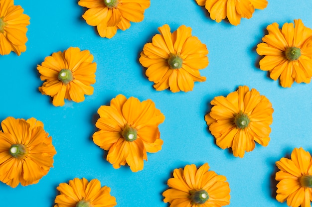 Fleurs orange sur bleu