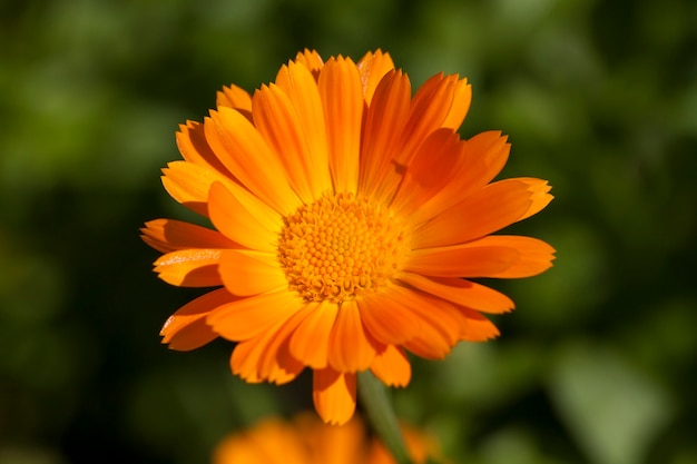 Fleurs orange de calendula