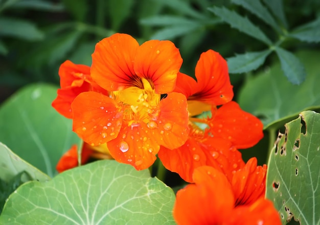 Fleurs orange capucine dans le jardin d'été