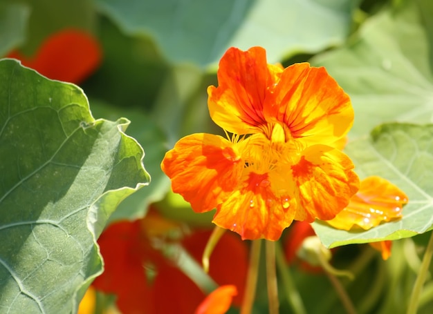 Fleurs orange capucine dans le jardin d'été