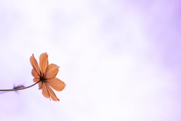 Des fleurs orange et un ciel blanc sur fond magnifique