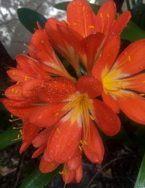 Des fleurs d'orange d'une clivia miniata