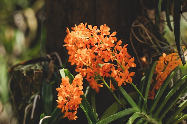 Fleurs orange dans le jardin