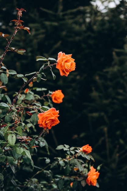 Des fleurs d'orange dans le jardin.