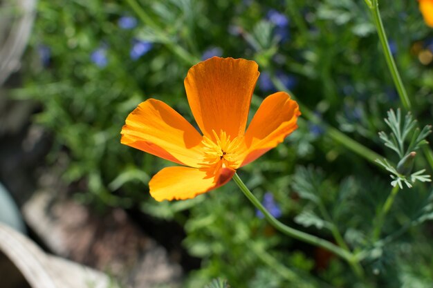 Photo fleurs orange d'eschscholzia californica ou pavot de californie gros plan avec selective focus