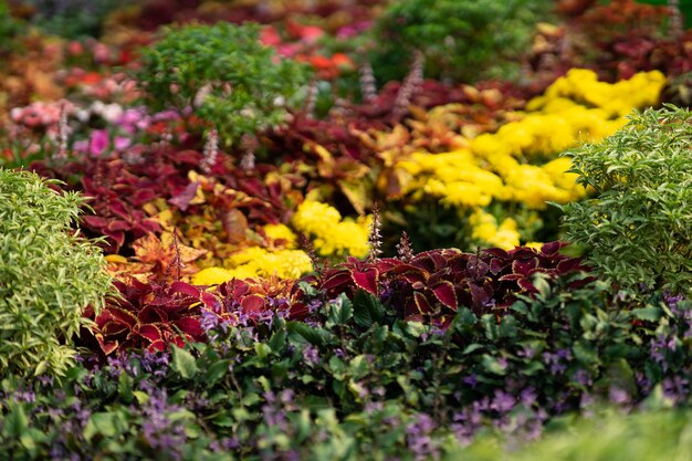 Photo des fleurs d'orange fleurissent dans le jardin.