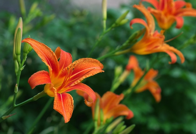 Des fleurs d'orange avec des gouttes de pluie sur elles