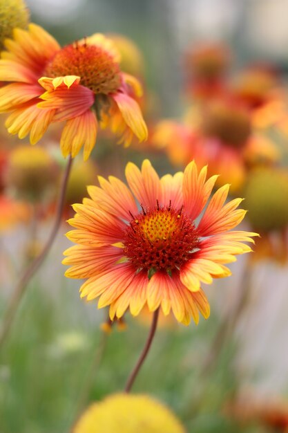 Fleurs orange jaune sur un parterre de fleurs dans le parc Gaillardia flower