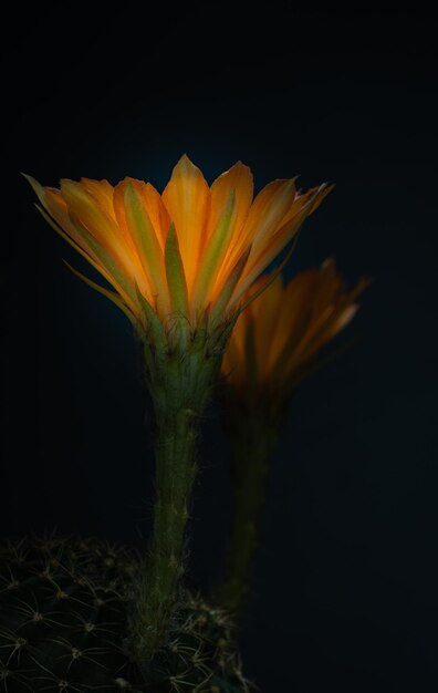 Des fleurs orange sur un mini-cactus nom Lobivia petit pot sur un fond noir isolé Capture de studio et éclairage