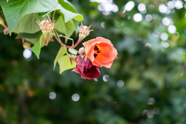 fleurs orange et rouges