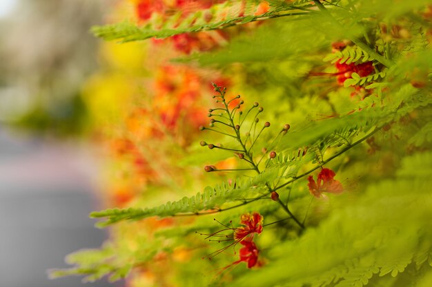 Fleurs orange vif sur une branche