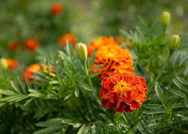 Fleurs d&#39;oranger dans le jardin