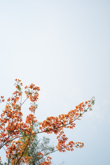 Fleurs d'oranger fleurissent sur l'arbre