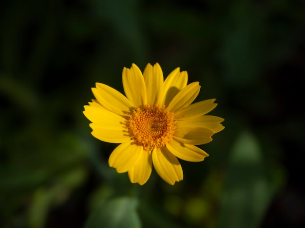 Fleurs d'oranger de printemps Calendula officinalis lors d'une journée ensoleillée parmi l'herbe verte