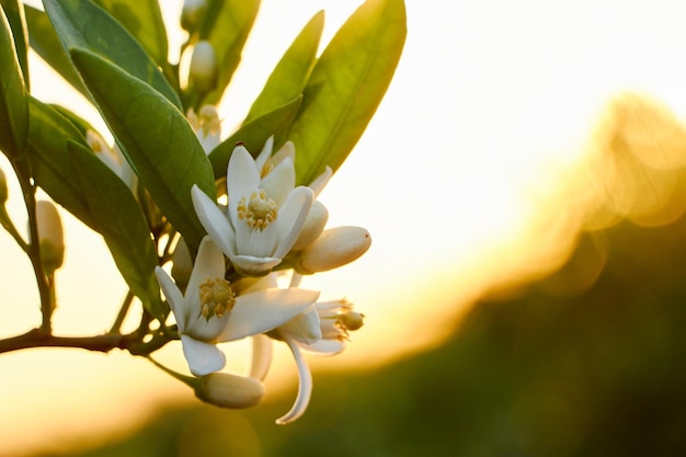 Fleurs oranges au coucher du soleil