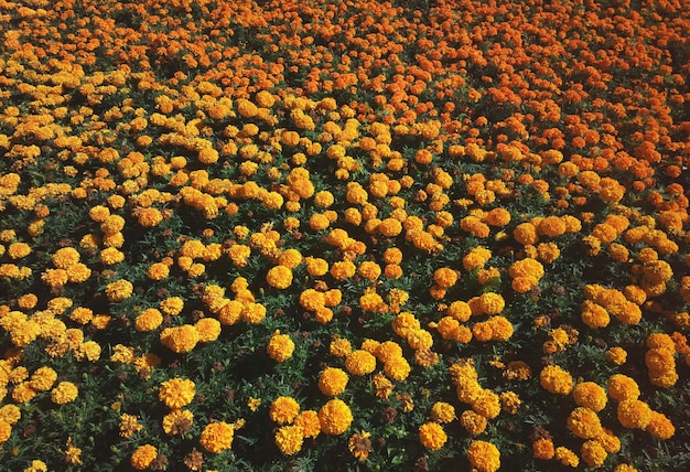 Fleurs oranges au fond du parc