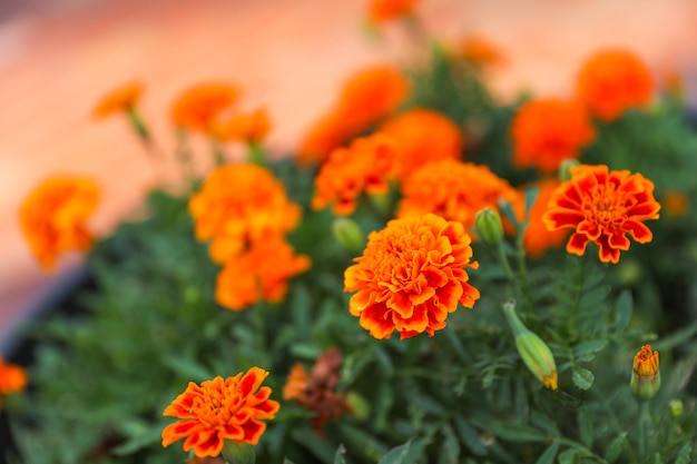 Fleurs oranges dans un jardin