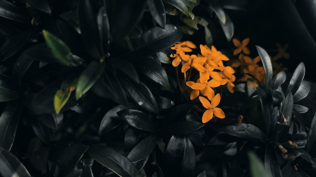 Fleurs oranges dans le noir