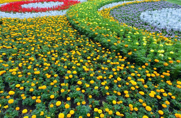 Fleurs oranges et jaunes de Tagetes plante sur parterre de fleurs. Fond d'été.