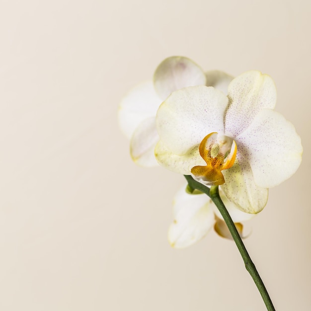 Fleurs d'Orchidée blanche jaune bien-être sur fond marron