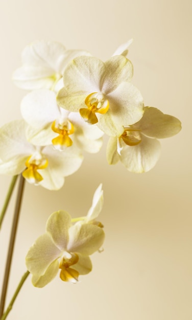 Fleurs d'Orchidée blanche jaune bien-être sur fond marron