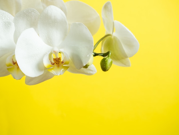 Fleurs d'orchidée blanche sur jaune