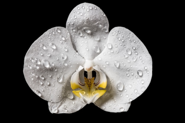 Fleurs d&#39;orchidée blanches avec des nichons isolés sur fond noir. Orchidée blanche.
