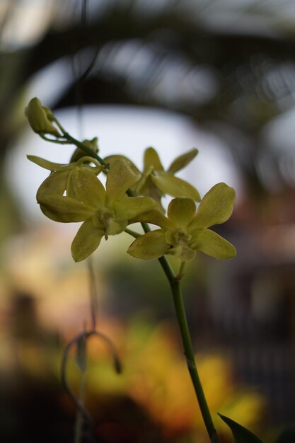 Les fleurs de l'orchidée dendrobium sont jaunes