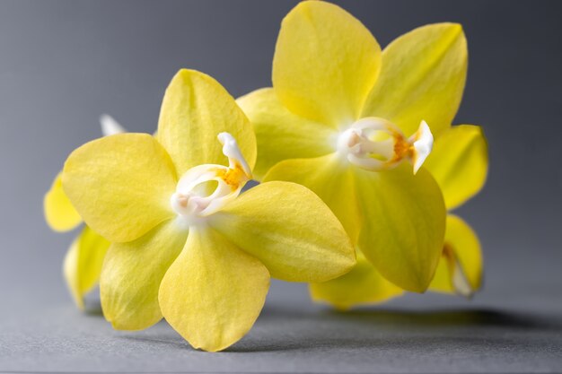 Fleurs orchidée jaune phalaenopsis contre un mur gris flou