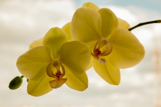 Fleurs d'orchidée jaune, phalaenopsis, isolées sur fond de ciel. Notion de beauté. Fermer.