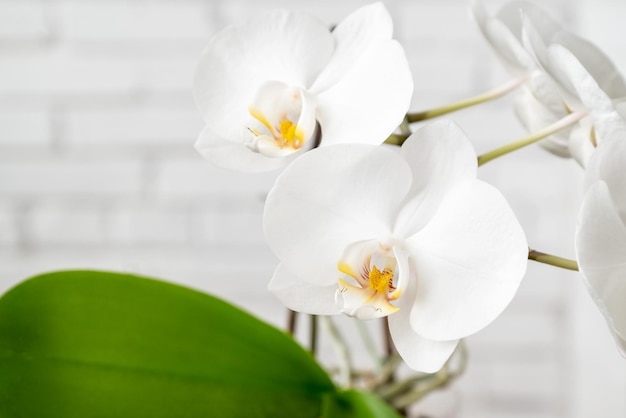 Fleurs d'orchidée Phalaenopsis blanches délicates close up floral background