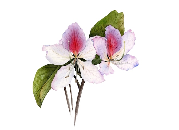 Fleurs d'orchidée rose violet blanc avec des feuilles, illustration botanique aquarelle, conception de mariage