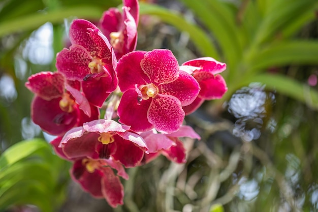 Fleurs d'orchidée Vanda rouge dans le jardin