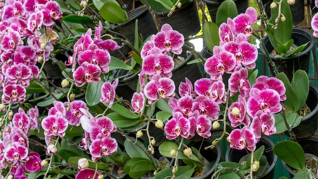 Fleurs d'orchidée violette dans un jardin se bouchent