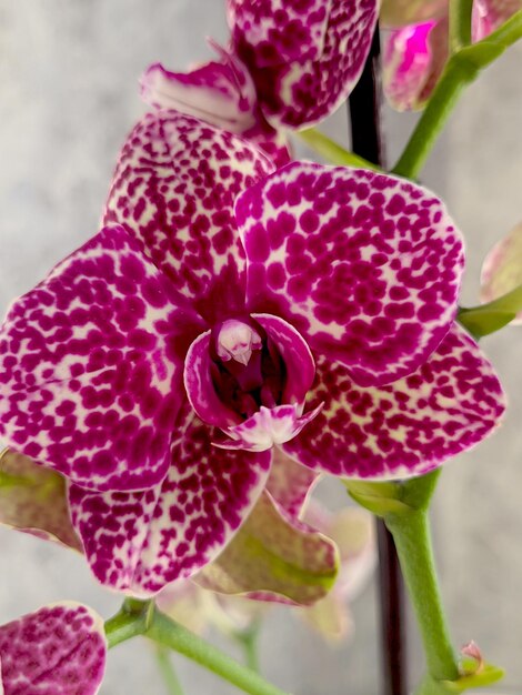 fleurs d'orchidées au printemps ensoleillé se bouchent. Cultivation. Milieux naturels. Orchidée Phalaenopsis.