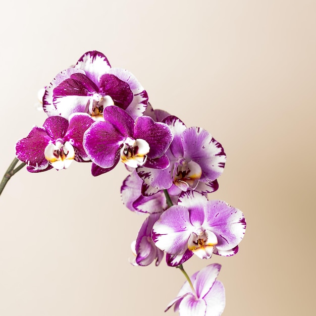 Fleurs d'orchidées aux couleurs roses et blanches sur fond marron