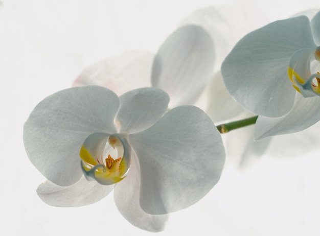 Fleurs d'orchidées blanches avec des fleurs à fond isolé