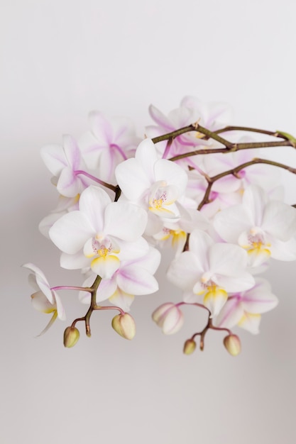 Fleurs d'orchidées blanches sur fond blanc