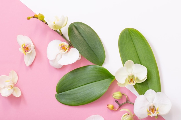 Fleurs d'orchidées blanches sur fond rose