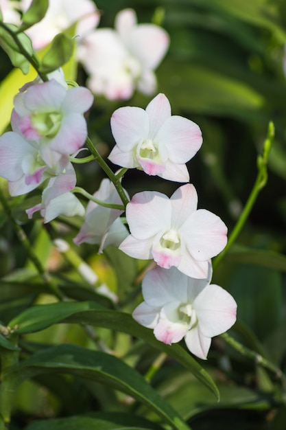 Fleurs d&#39;orchidées blanches sur fond vert