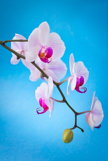 Photo des fleurs d'orchidées et des bourgeons sur un fond bleu ciel