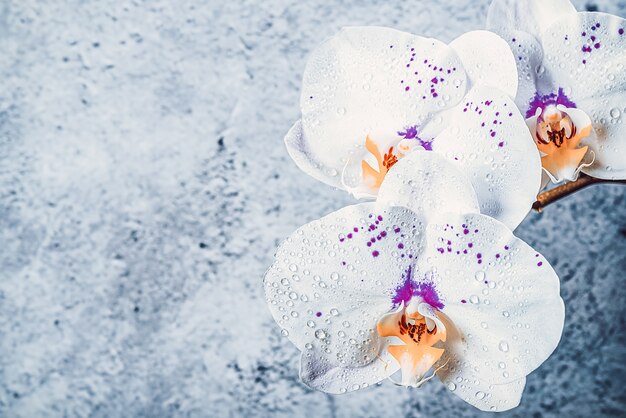 Fleurs d'orchidées sur une branche contre un mur de stuc, maquette